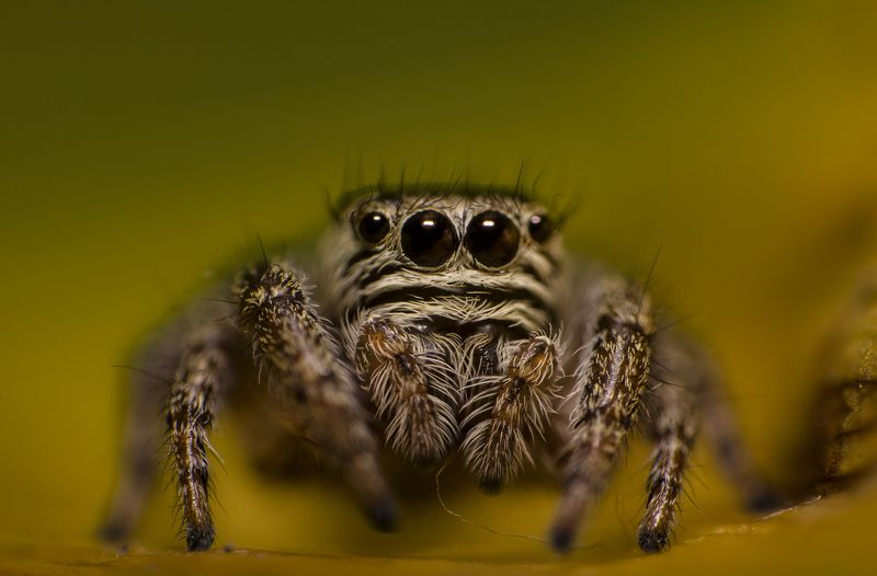 макро, паук, природа, удивление, глаза, животные **** фото превью