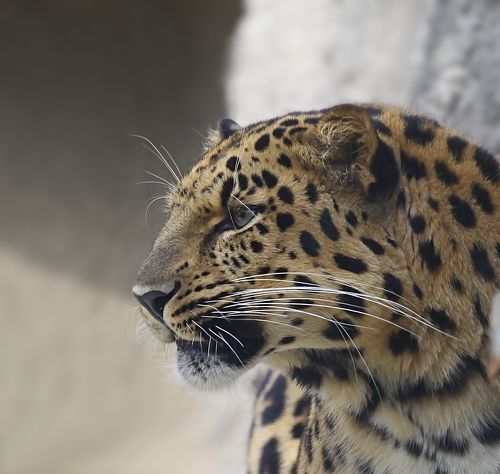 Far Eastern Leopard