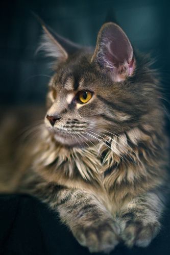 Тренируйся на кошках!