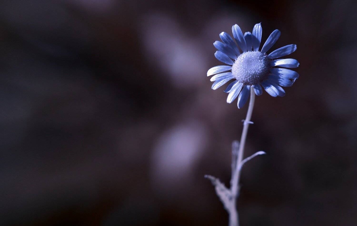 infrared,ик-фото,инфракрасное фото,инфракрасная фотография,природа,беларусь,лето,цветы, Sixten ( Сергей )