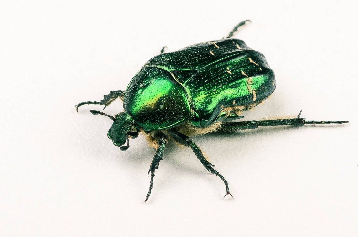 , Вячеслав Владимирович