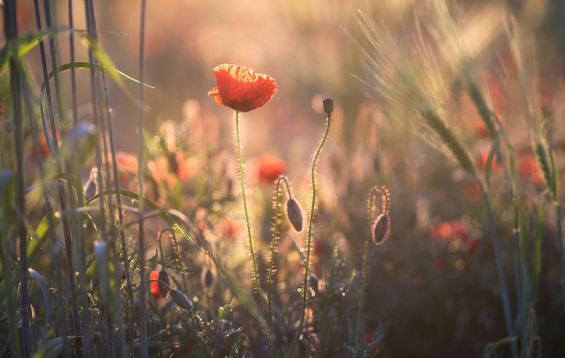 the morning of my favorite flowers фото превью