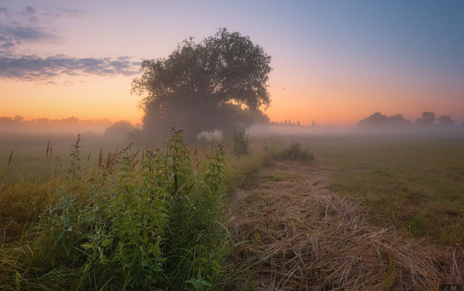 дерево, лето, луг, облака, панорама, рассвет, свет, травы, туман, colors, meadow, clouds, grass, Landscape, light, panorama, Summer, sunrise, tree, fog, foggy, misty, Ivan Maljarenko