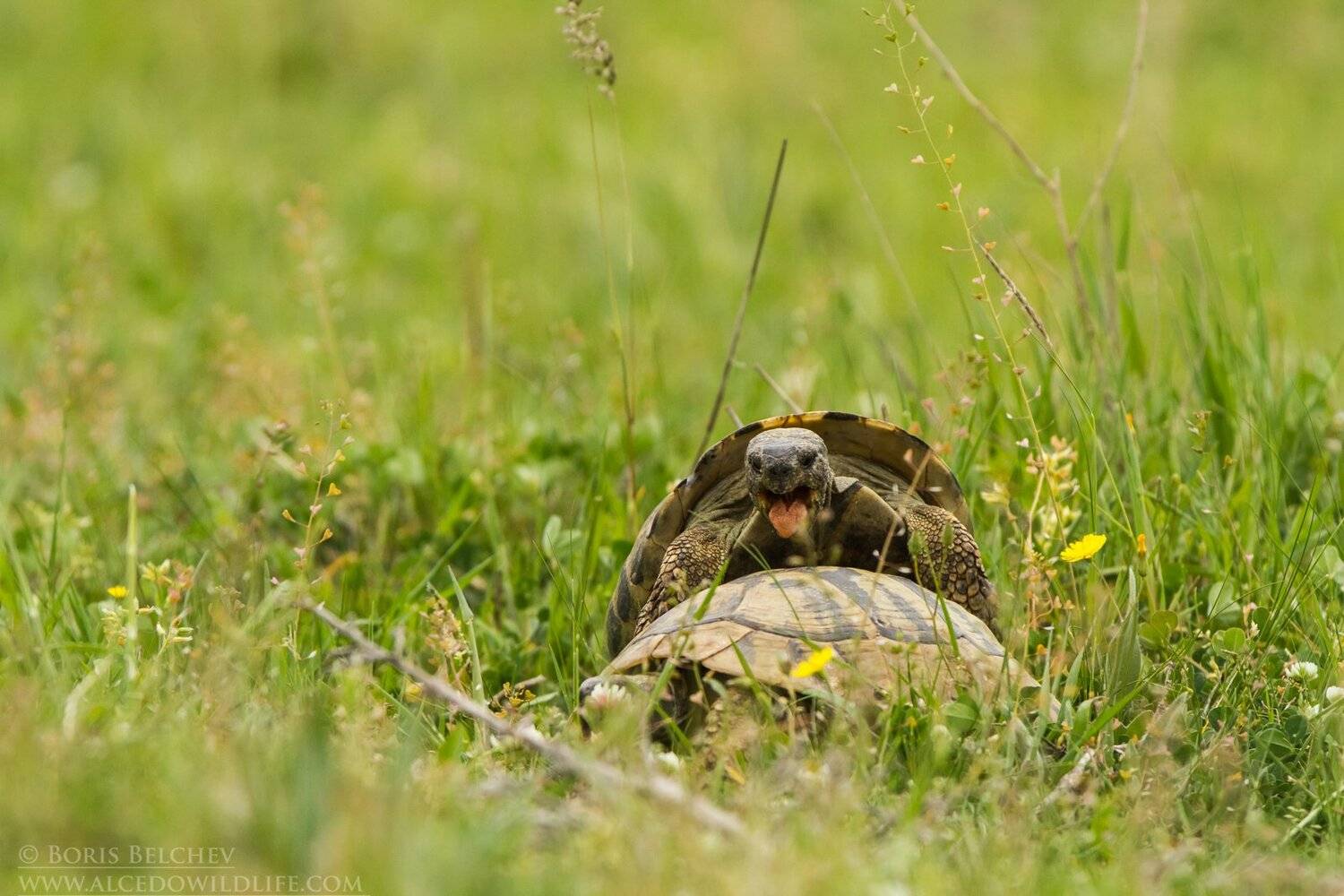 , Борис Белчев