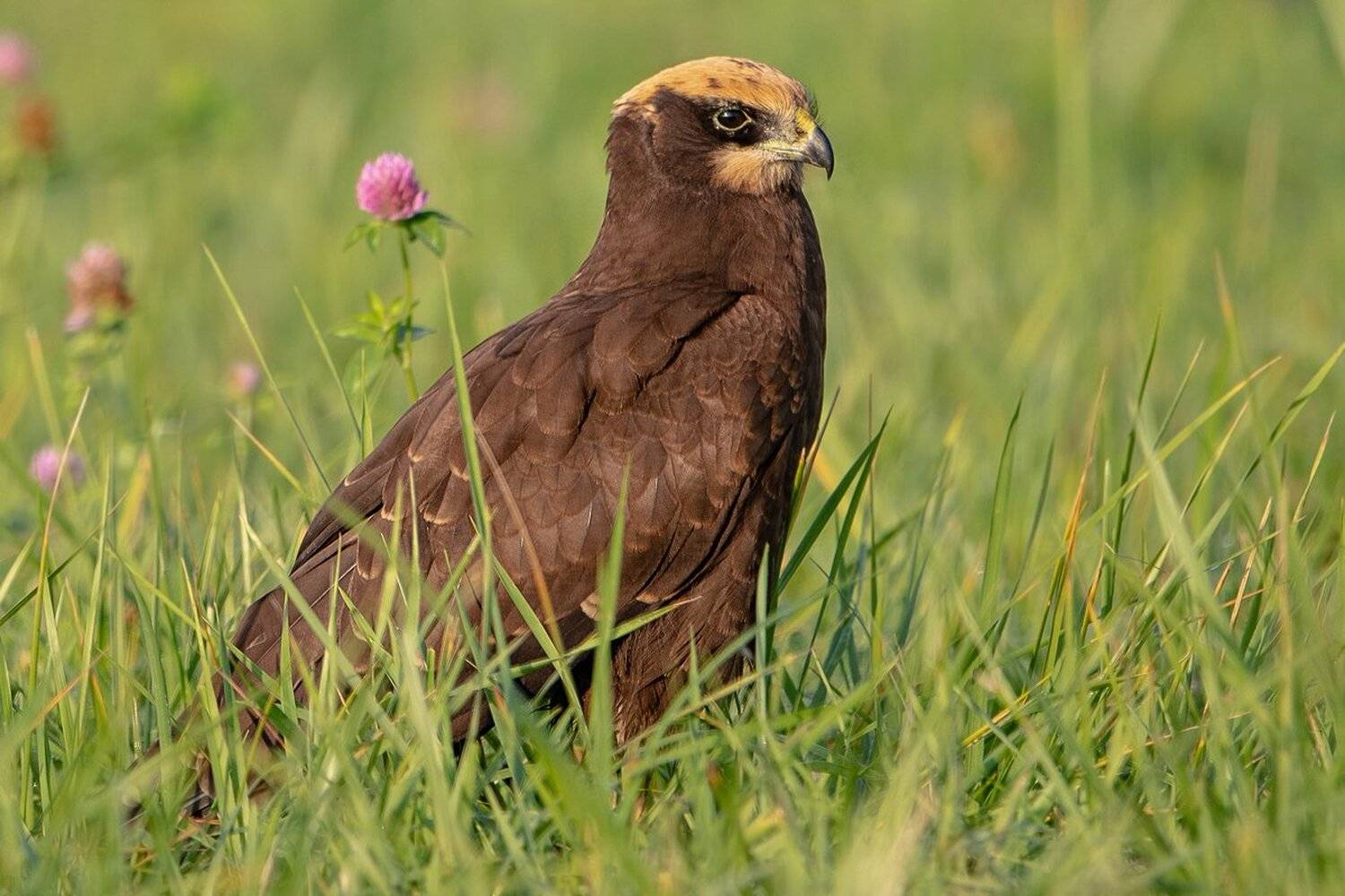 лунь, Александр Маркелов