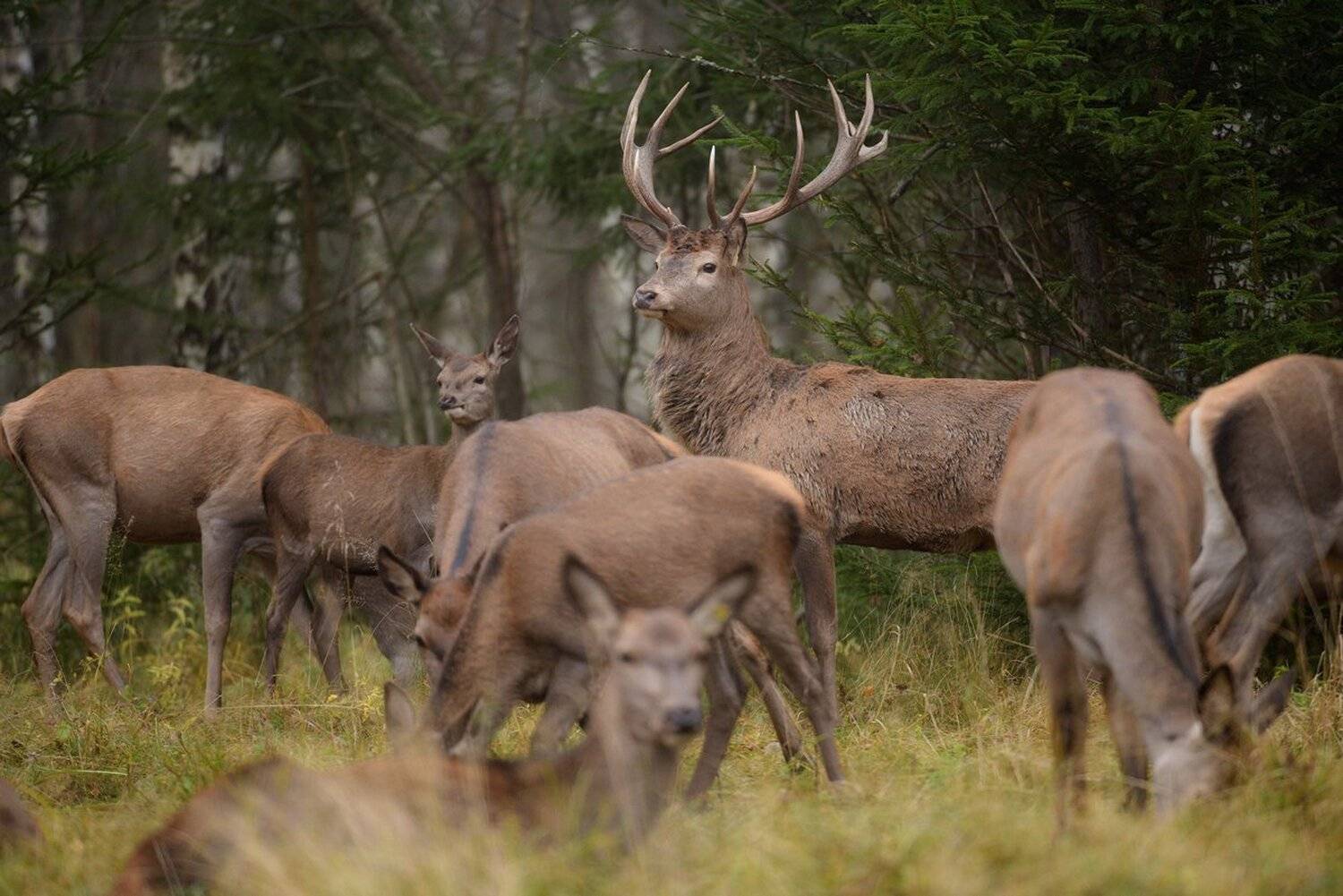 олень в калужских лесах, Александр Маркелов