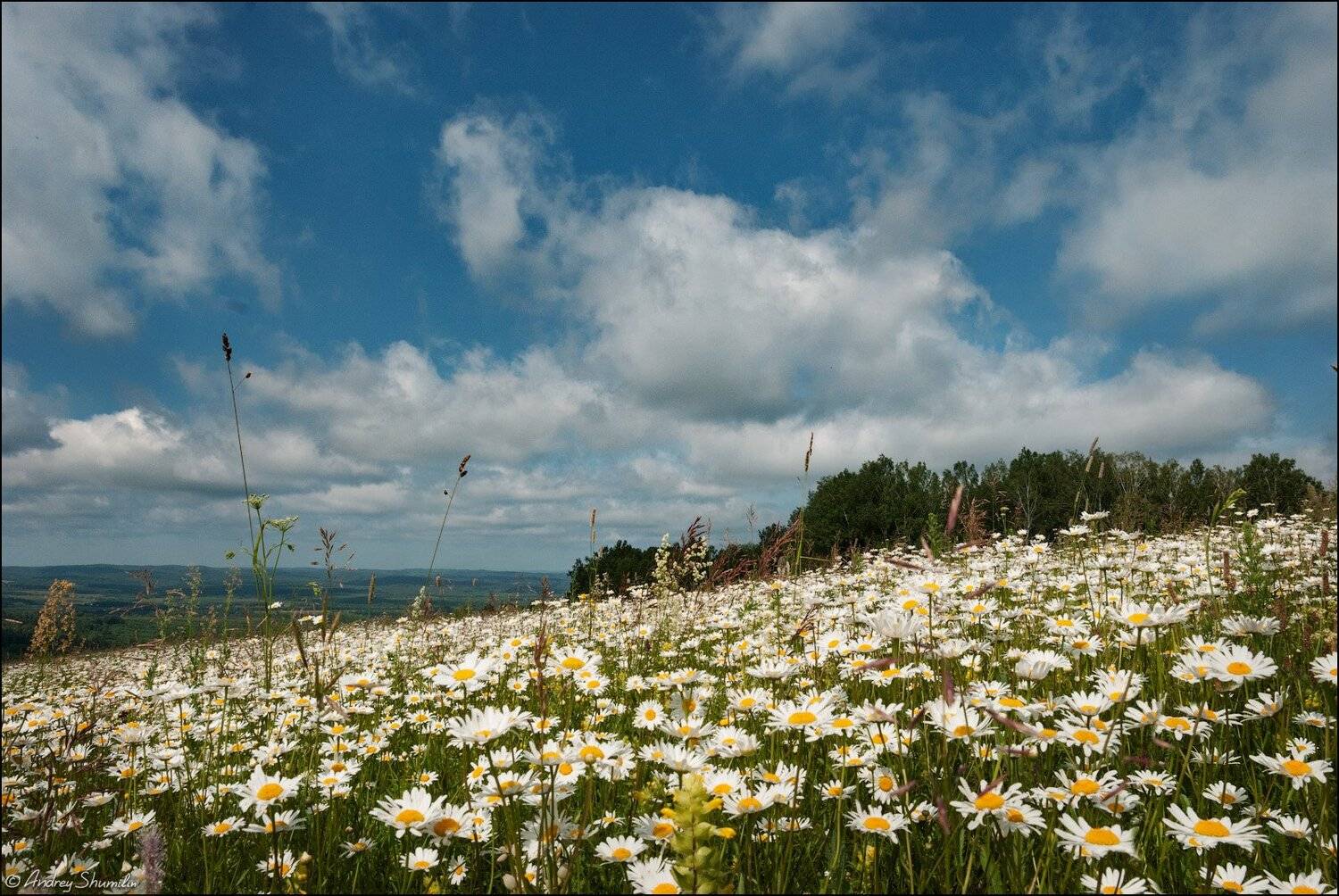 , Андрей Шумилин