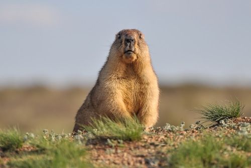 Фото  на  паспорт