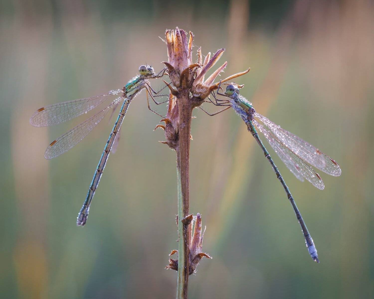 , Кузнецов Дмитрий