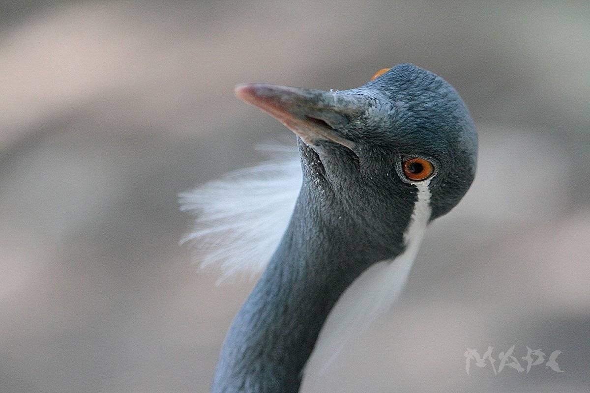животные птицы журавль красавка сафарипарк, Шангареев Марс