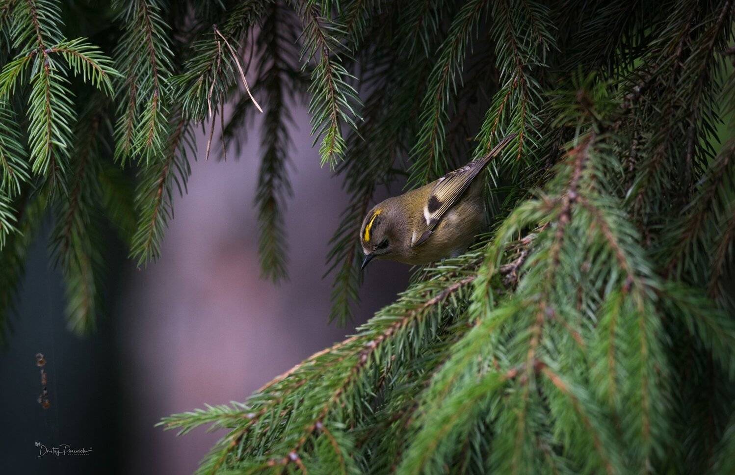 природа, лес, животные, птицы, Дмитрий Посевич