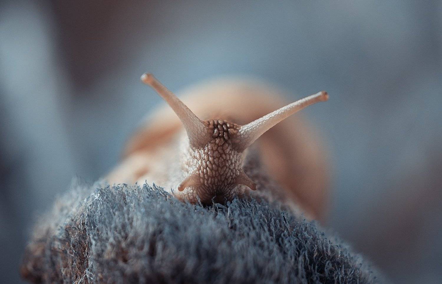 улитка, макро, Светлана Кужагалиева