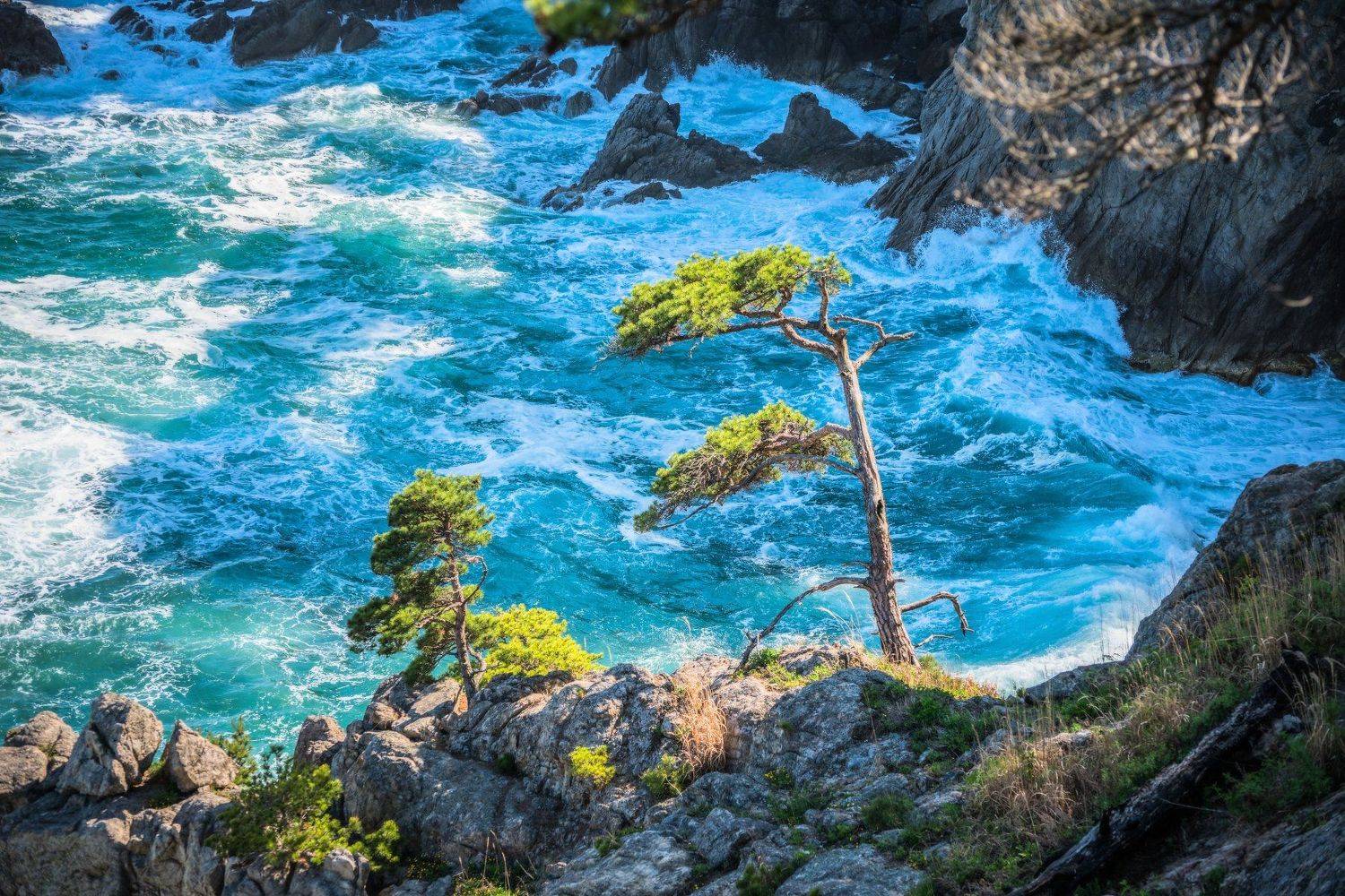 Приморье, Приморский край, Морской заповедник, море, сосны, Виталий Берков