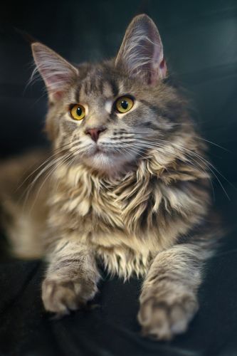Котопортрет