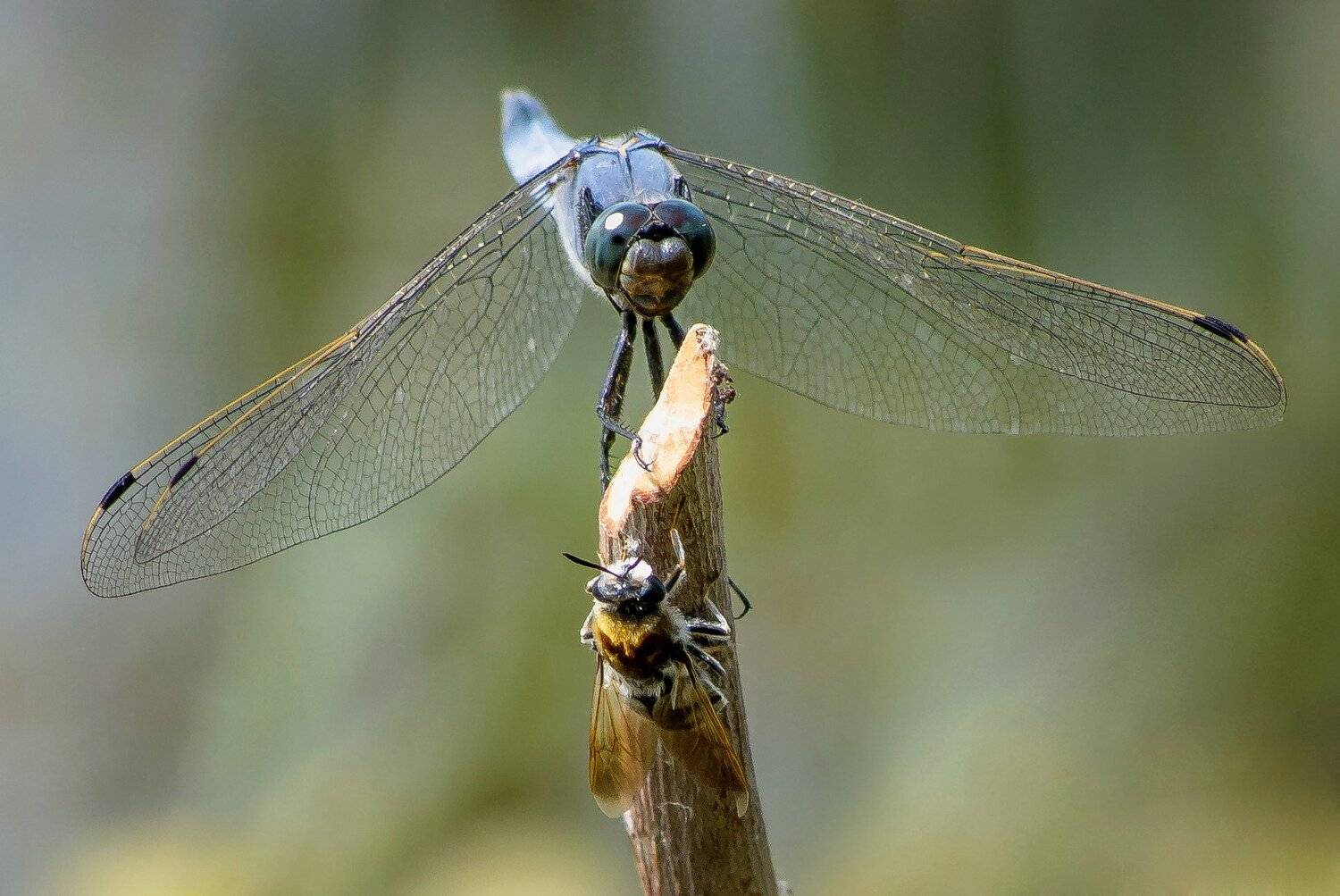 , Вячеслав Владимирович