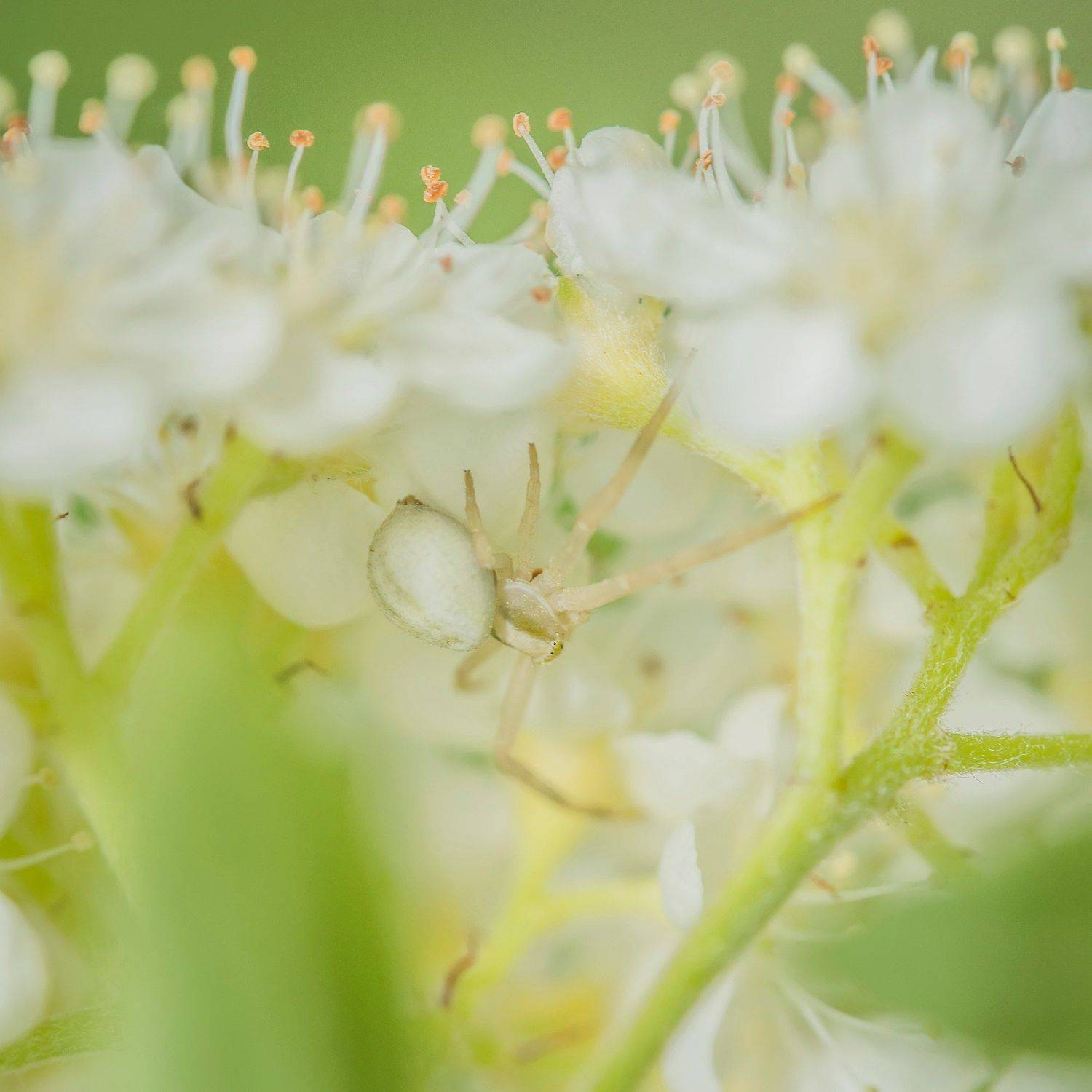 , Евгения Муравская