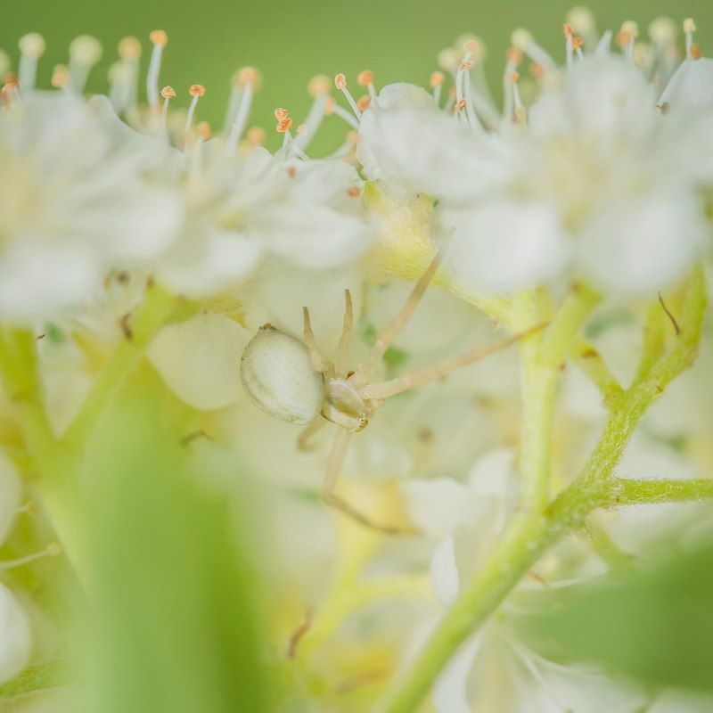 белое фото превью