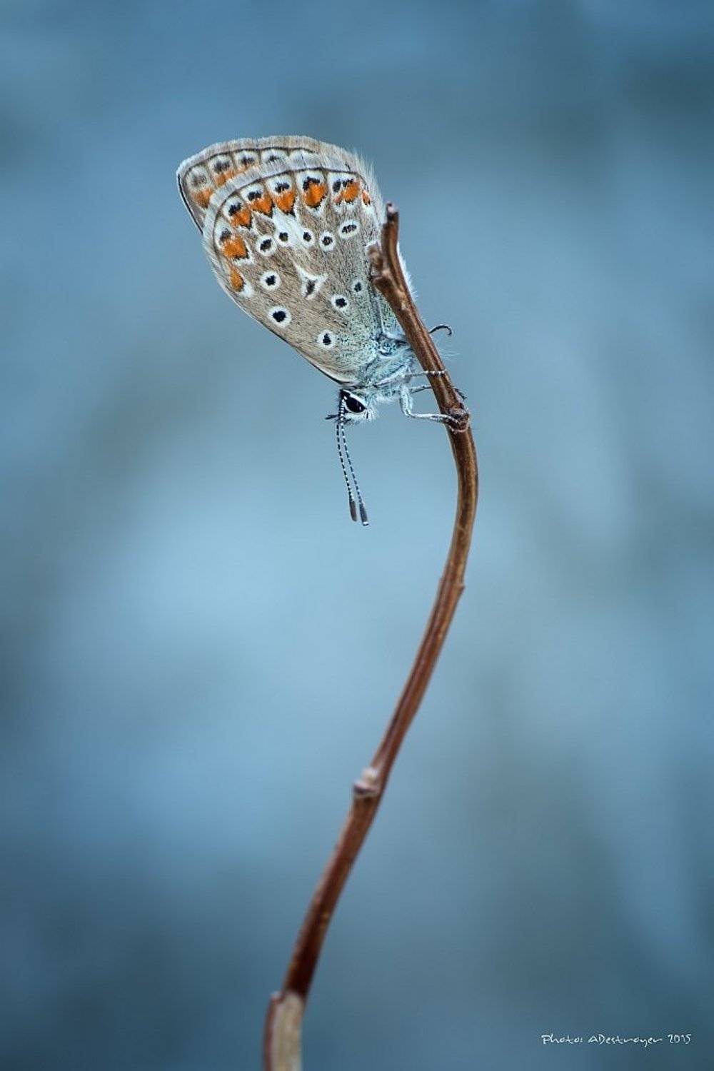 macro nature butterfly, Ryszard Lal