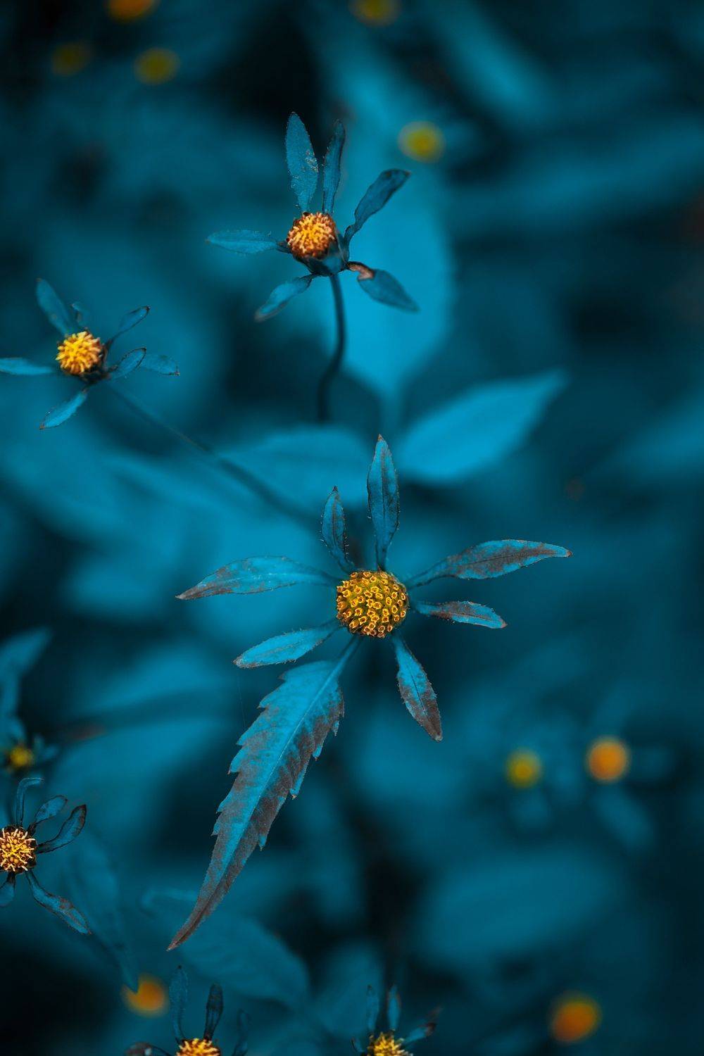 , Анастасия Добровольская