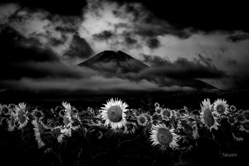 fuji,mountain,closer,japan,sunflower,cloud,amazing, Think at dawn фото превью