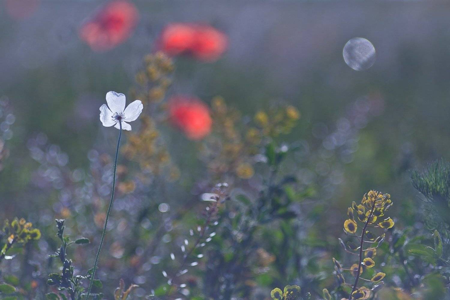 poppy, nature, Gabriel Prescornita