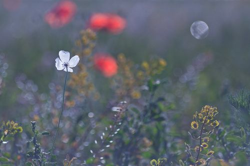 The white poppy