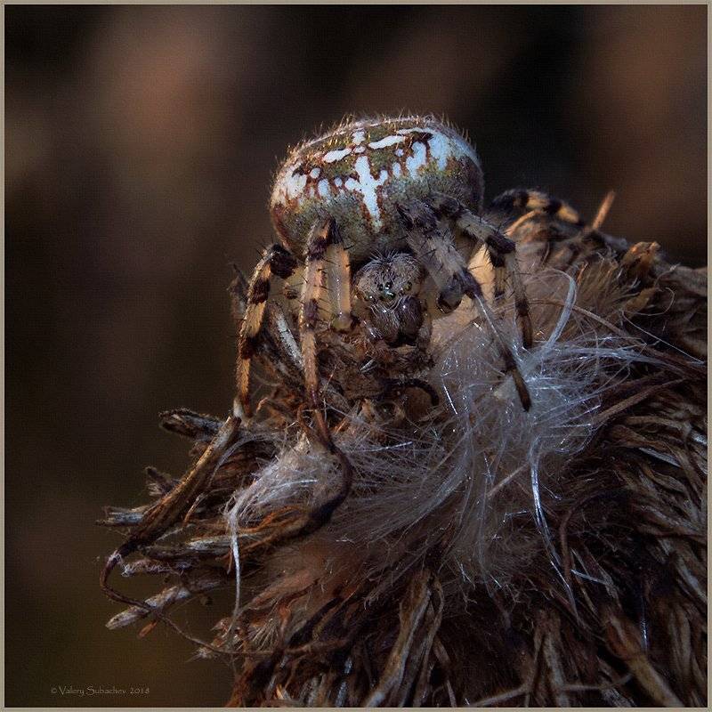 , Валерий Субачев