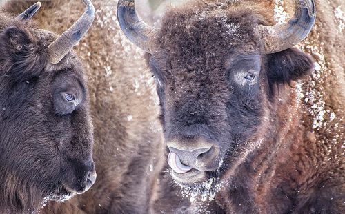 В носу зачесалось.