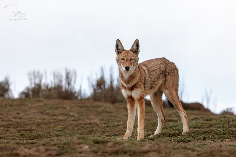 Эфиопский волк (Ethiopian wolf) фото превью