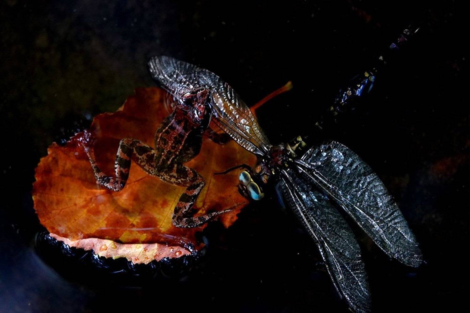 , Иваненко Светлана