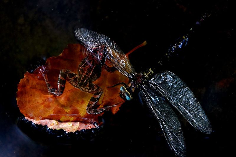 Здравствуй осень! фото превью
