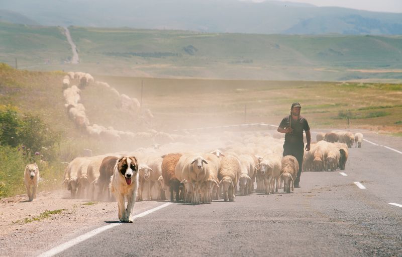 Армения, пейзаж, СНГ Армения: траффик фото превью