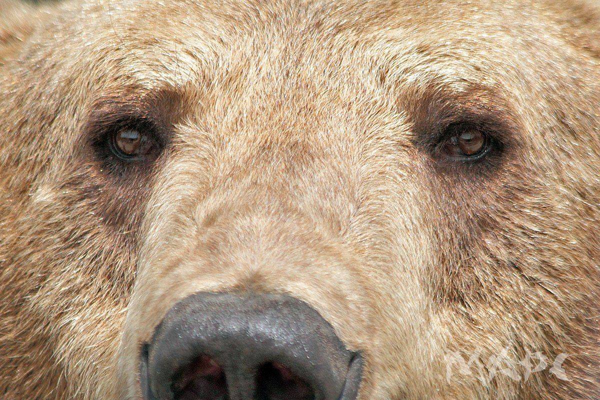 животные медведь сафарипарк, Шангареев Марс