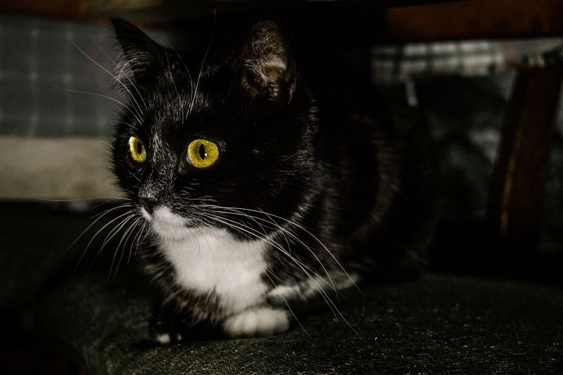 Пригрелась... фото превью