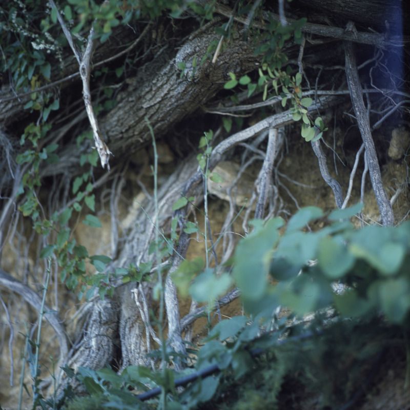 plants, nature, film, slide Roots фото превью