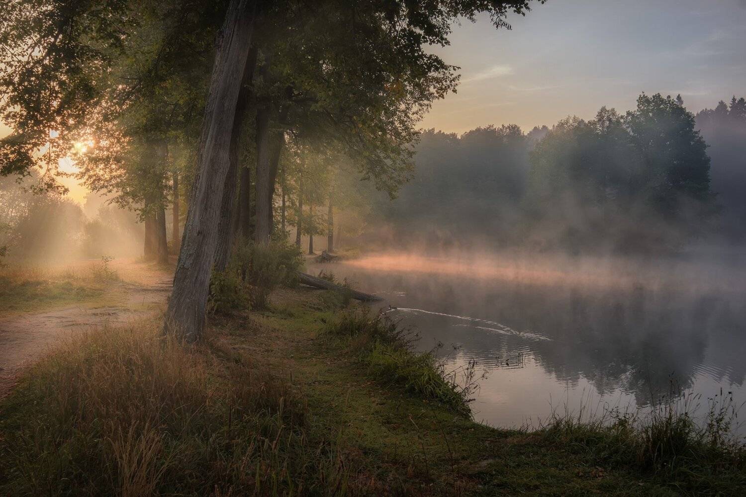 пейзаж, пруд, барский, середниково, утро, свет, аллея, деревья, утка, вода, свет, Андрей Чиж
