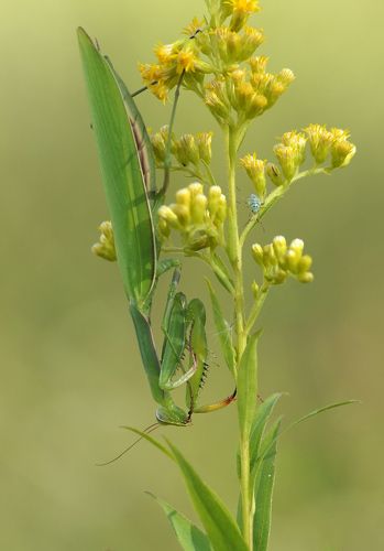 Малыш тебе рассказать, что будет у меня сегодня на ужин?