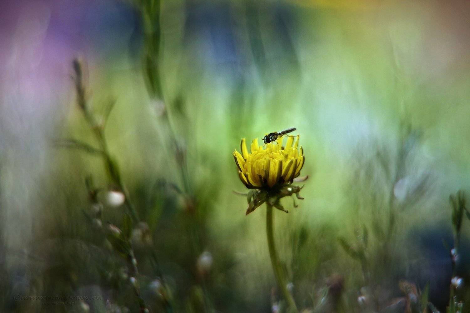 , Grzegorz macrofun Pazdyga