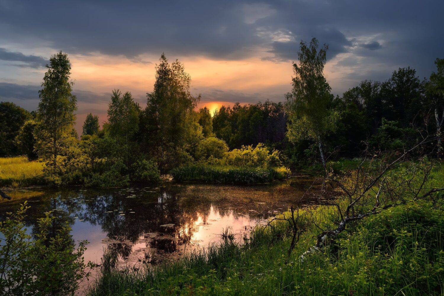 лето,вечер,закат,лес,болото, Виталий Полуэктов