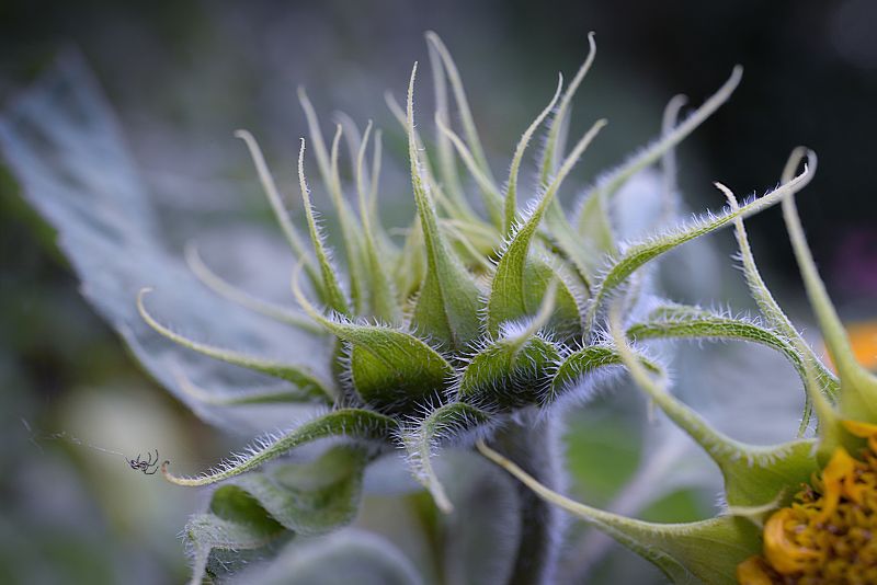 Про маленьких обитателей ПодСОЛНЕЧНОГО Царства фото превью