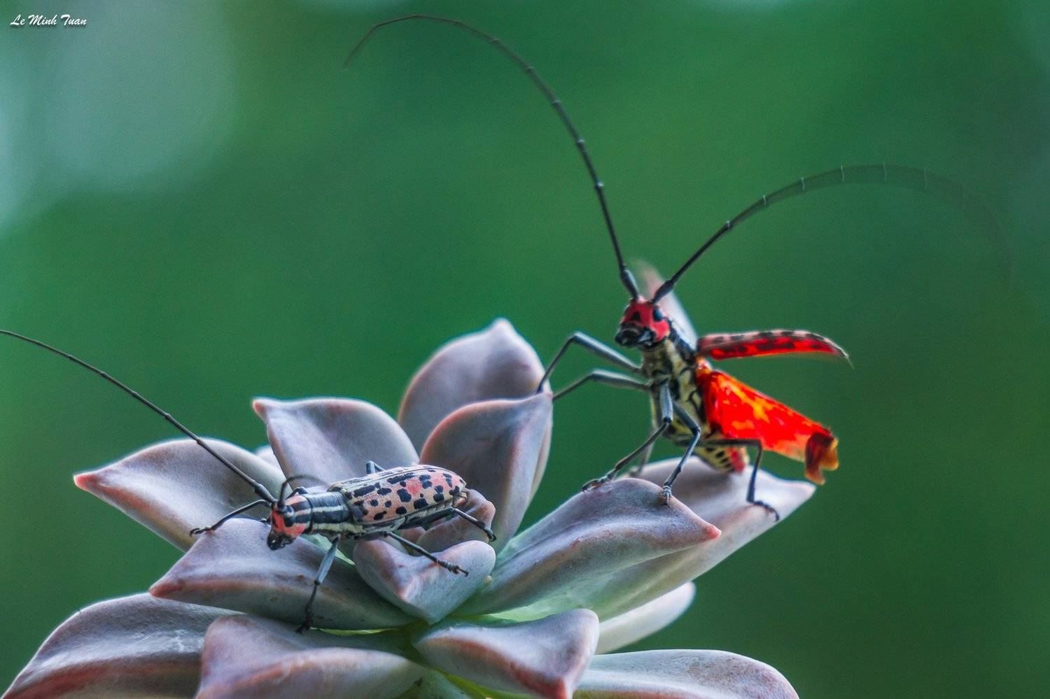 beetle, L&ecirc; Minh Tuấn