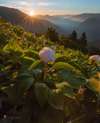 Белоснежные пионы Абхазии