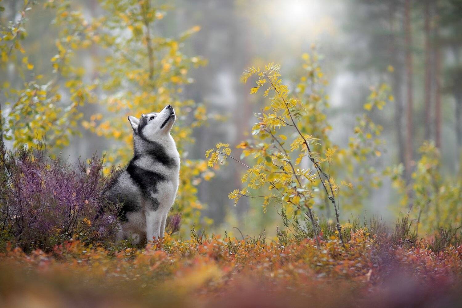 , Светлана Писарева