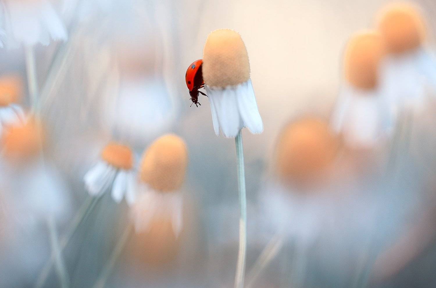 insects,ladybug,macro,beautiful,insect,wild,wildlife,nature,faerie,close up,fairy,ladybugs,, Georgi Georgiev