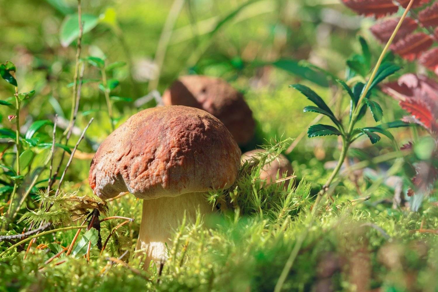 белый, гриб, Цвелёв Дмитрий