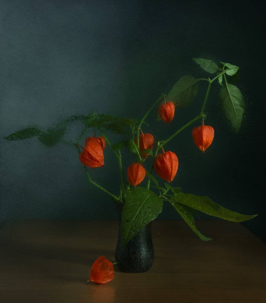 физалис,дикий, фонарик. натюрморт, Елена Брежицкая