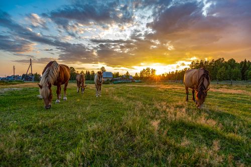 Деревенские сюжеты