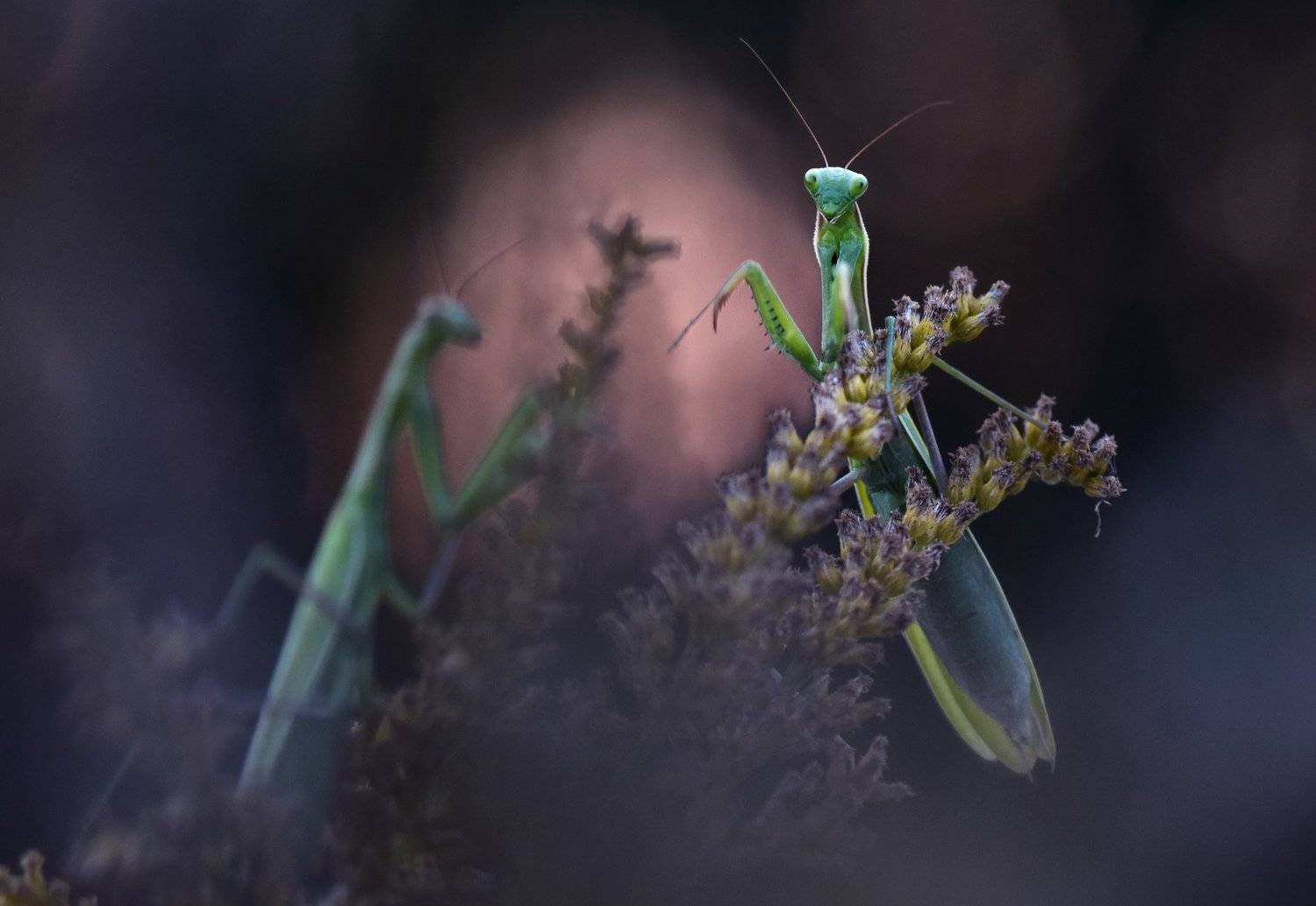 богомол,насекомое., Макеев Алексей