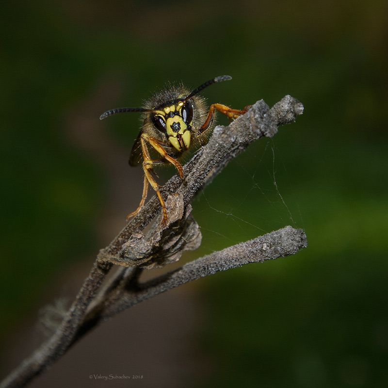 Шершень фото превью