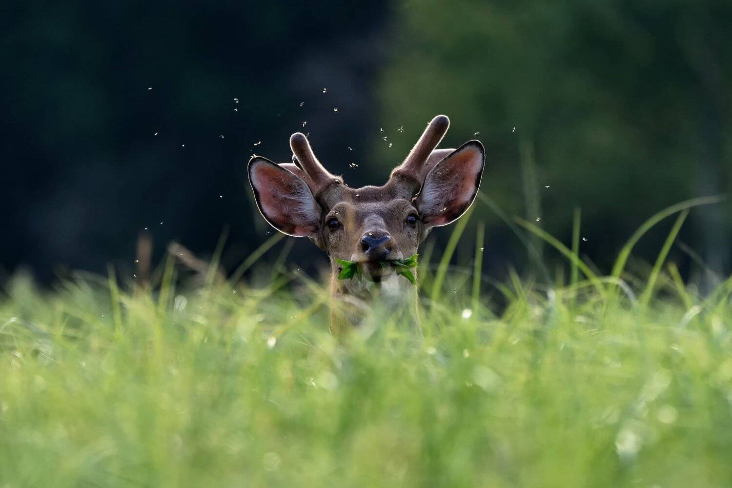 , Виталий Полуэктов